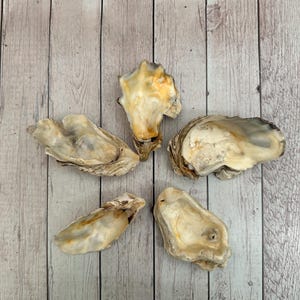 Könnte beinhalten: Fünf Austernschalen mit cremefarbenen und beigefarbenen Innenräumen und strukturierten Außenbereichen sind auf einer hellen Holzmaserung angeordnet. Die Schalen variieren in Größe und Form und zeigen natürliche Variationen.