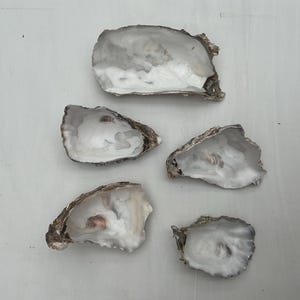 Fünf Austernschalen- Tischdeko