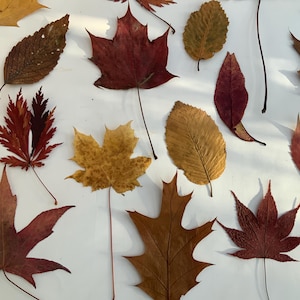 Könnte beinhalten: Eine Ansammlung getrockneter Herbstblätter in verschiedenen Formen und Farben, darunter Rot-, Braun- und Gelbtöne. Die Blätter sind auf einer weißen Oberfläche angeordnet und zeigen ihre detaillierten Strukturen.