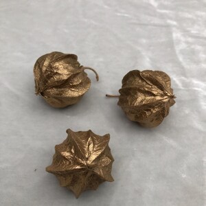 Drei echte getrocknete goldfarbene Physalis-Kapseln