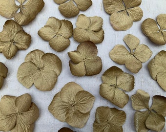 Zehn getrocknete einzelne goldene Hortensienblüten