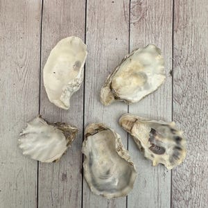 Könnte beinhalten: Fünf Austernschalen mit perlmuttfarbenem Innenraum und strukturierten, beigefarbenen Außenseiten sind auf einer hellen Holzmaserung angeordnet. Die Schalen variieren in Größe und Form und zeigen natürliche Farb- und Formvariationen.