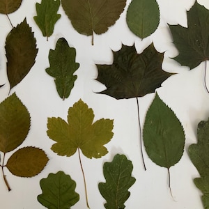 Könnte beinhalten: Eine Ansammlung getrockneter Blätter in verschiedenen Formen und Grüntönen, angeordnet auf weißem Grund. Die Blätter, darunter Ahorn und Eiche, weisen natürliche Texturen und Muster auf. Ideal für Bastelarbeiten oder Dekorationszwecke.
