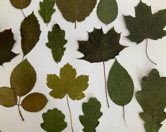 15 echte getrocknete Blätter - Wunderschöne Deko