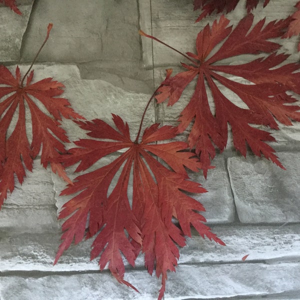 Wunderschöne Herbstdeko - Zehn echte rote Ahorn-Blätter