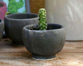 small ceramic pots for cacti and oily plants