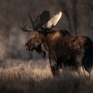 Limited Edition, Metal Print, Moose, Bull Moose, winter, grand tetons, Wildlife, photography, Shoshone