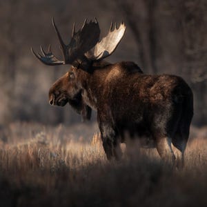 Majestic Moose Photo - Digital Download for Nature Lovers | Rustic Home Decor | Wildlife Photography Art Print