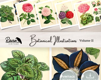 Vintage Botanical Illustrations, Floral Ephemera, Junk Journal (Digital Download)