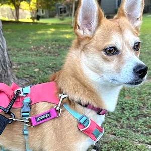 Puede incluir: Un perro pequeño, marrón y blanco con un arnés rosa y azul con una correa negra. El perro está de pie sobre hierba verde.