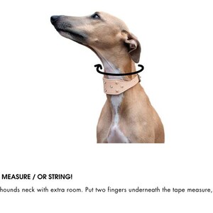 May include: A brown and white dog wearing a light brown leather collar with silver studs. The collar is being measured with a tape measure. The text on the image reads "1. GET YOUR TAPE MEASURE / OR STRING! Measure your Sighthounds neck with extra room. Put two fingers underneath the tape measure, this will make sure it's not too tight."