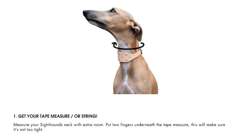 May include: A brown and white dog wearing a light brown leather collar with silver studs. The collar is being measured with a tape measure. The text on the image reads "1. GET YOUR TAPE MEASURE / OR STRING! Measure your Sighthounds neck with extra room. Put two fingers underneath the tape measure, this will make sure it's not too tight."