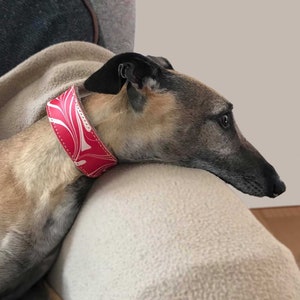 May include: A tan and grey dog with a red and white patterned leather collar is resting its head on a white fluffy surface.