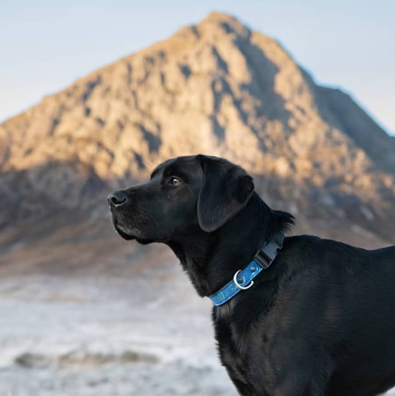 Waterproof Beach Dog Collar Eco Upcycled Wetsuits Unique Etsy