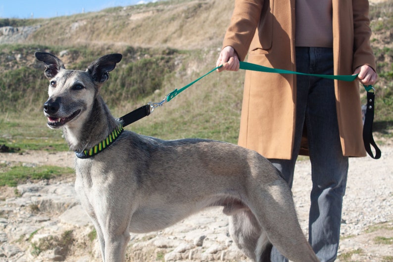 K&ouml;nnte beinhalten: Ein grau-wei&szlig;er Hund an der Leine mit einem gr&uuml;n-schwarzen Halsband. Der Hund wird von einer Person in einem braunen Mantel und blauen Jeans gef&uuml;hrt.