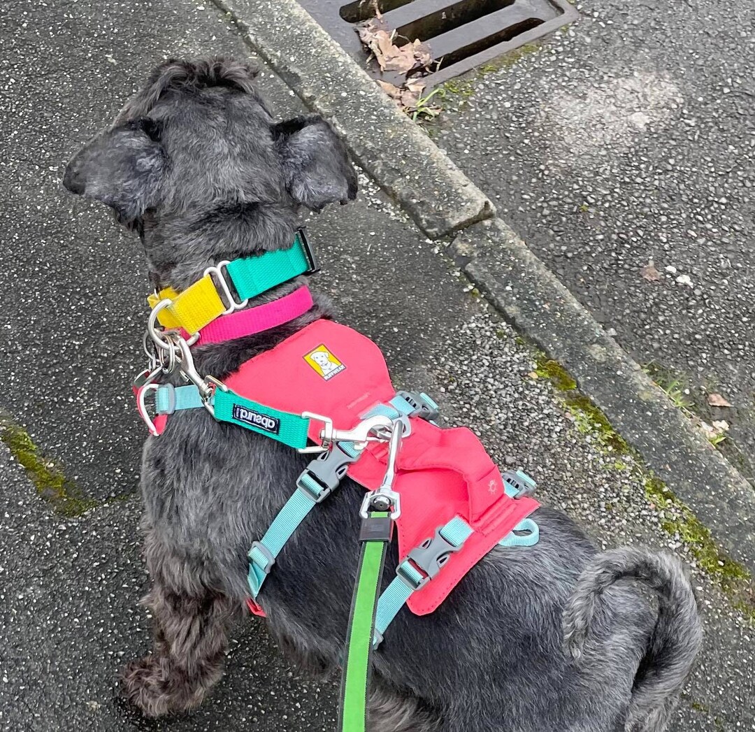 Harness to Collar Safety Collar to Harness Clip Connector Safety Strap