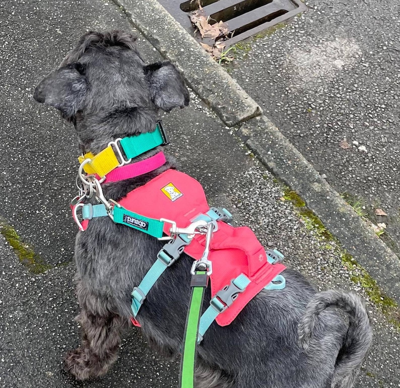 May include: A black dog wearing a pink, blue, and yellow dog harness with a matching leash. The dog is standing on a gray sidewalk.