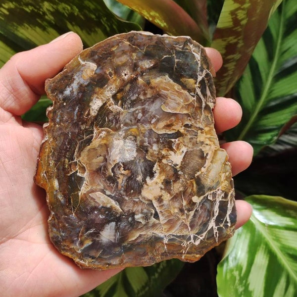 Petrified wood natural panels decoration ~HIPPIE ~GOA ~Boho ~Ethno ~Nature ~Indian ~Vintage ~Energy ~Living