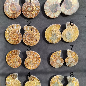 Ammonite Pair Fossil Snail Decorations Mediation Craft Macrame HIPPIE GOA Boho Ethno Nature Healing Stone