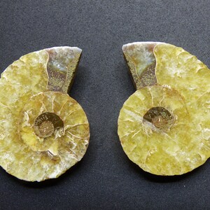 May include: Two halves of a fossilized ammonite shell, showcasing a spiral pattern. The shells have a yellowish-brown hue with intricate internal structures. The background is a dark gray.