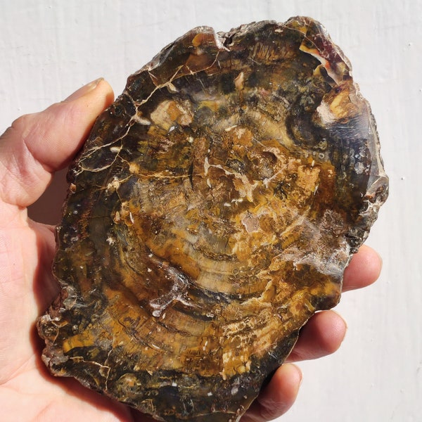 Petrified wood "Araucaria" natural panels decoration ~HIPPIE ~GOA ~Boho ~Ethno ~Nature ~Indian ~Vintage ~Energy ~Living