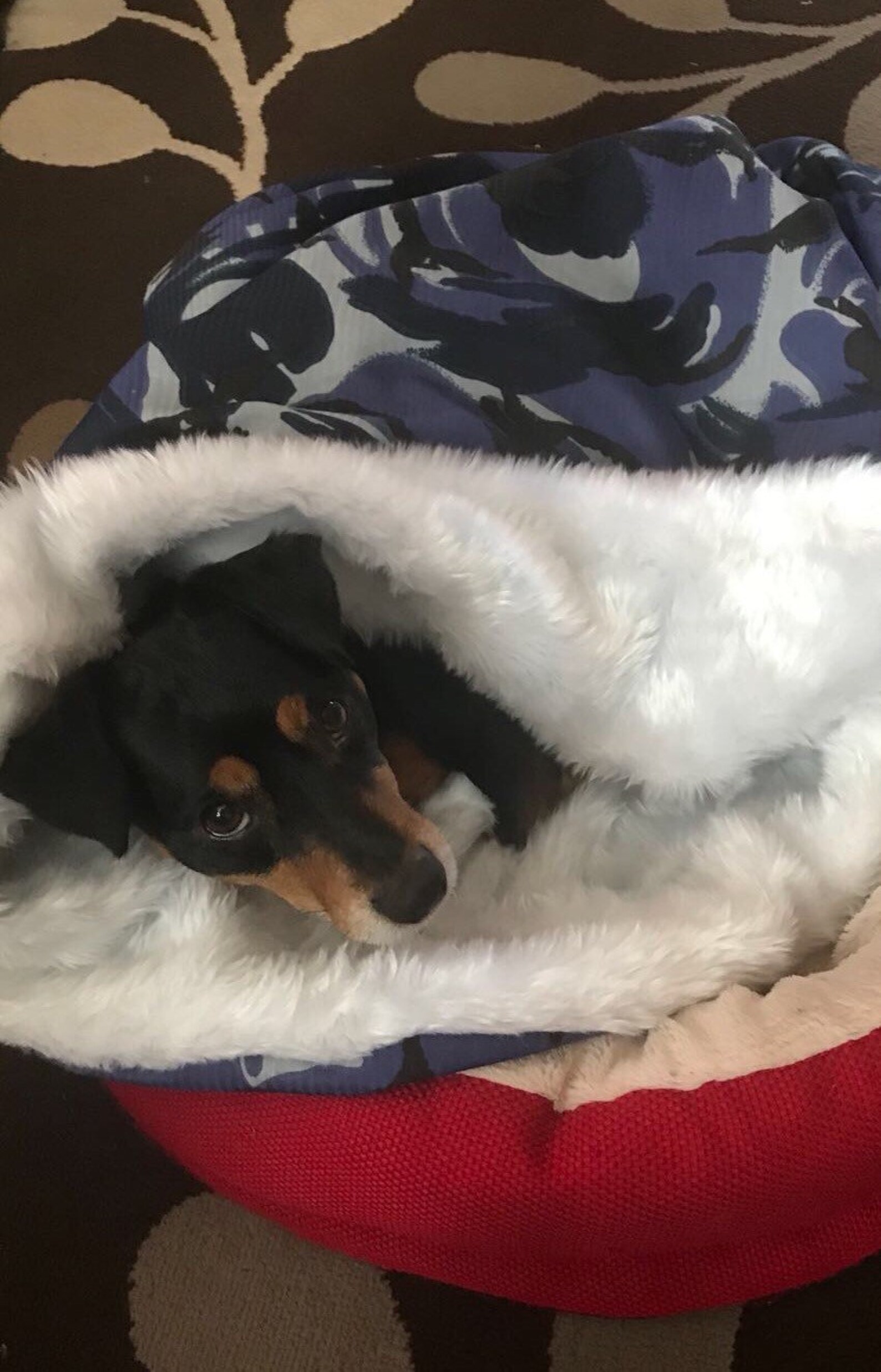 Luxury Pet Snuggle Sack Luxury Dog Snuggle Sack Luxury Dog Etsy UK