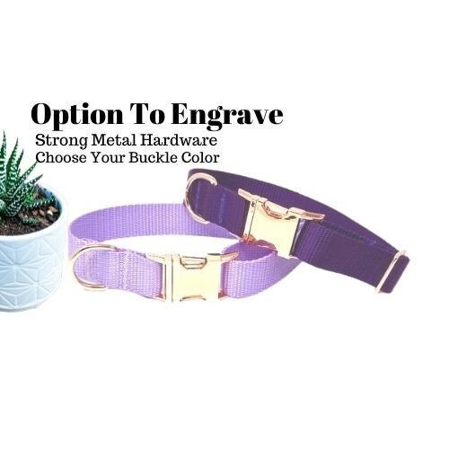 Lavender dog color hot sale