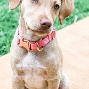 May include: A light brown puppy with blue eyes sits on a tan surface wearing a pink collar with a gold buckle.
