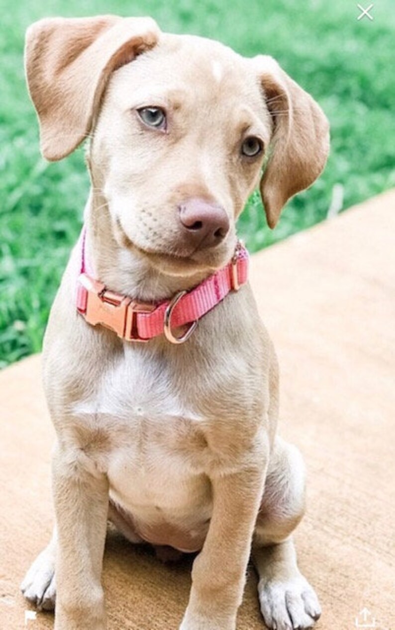 May include: A light brown puppy with blue eyes sits on a tan surface wearing a pink collar with a gold buckle.