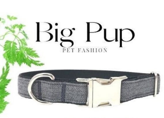 designer small dog collars