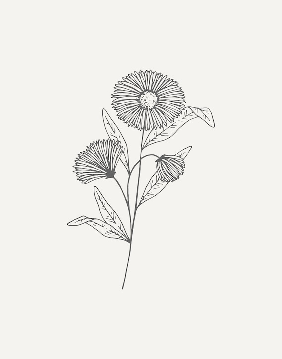 September Birth Month Flower Print. Aster Line Drawing Printable Wall Art.  Minimalist Botanical Floral Print. Flower Sketch Line Drawing - Etsy Canada