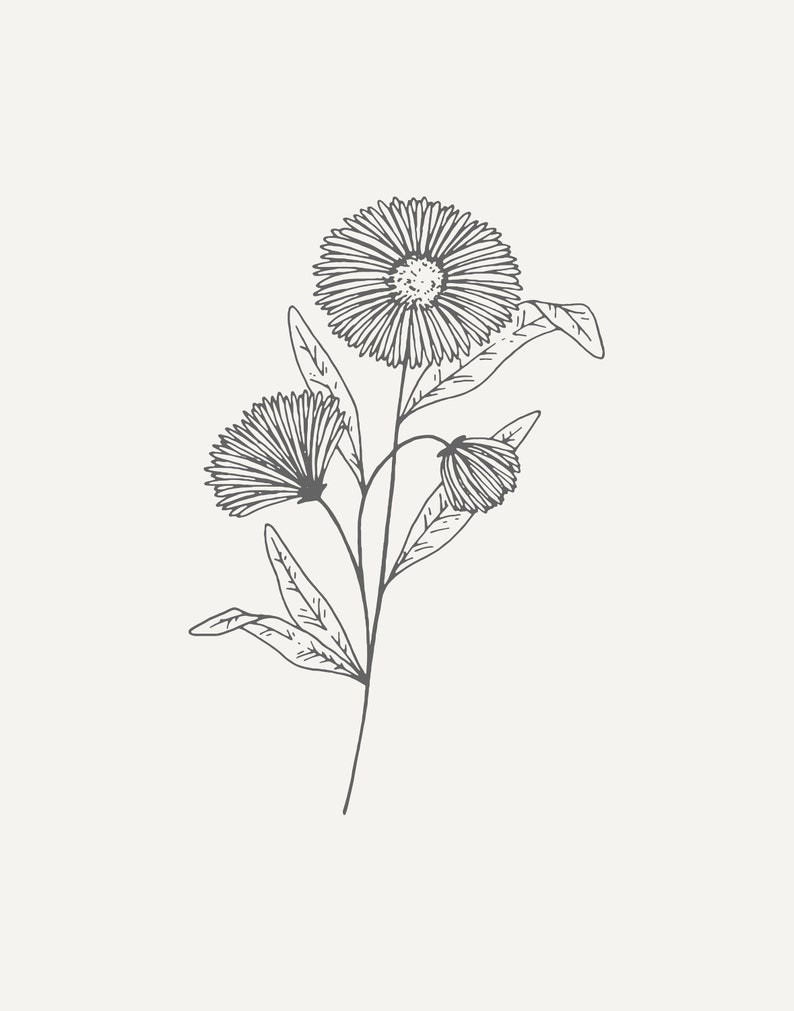 September Birth Month Flower Print. Aster Line Drawing Printable Wall
