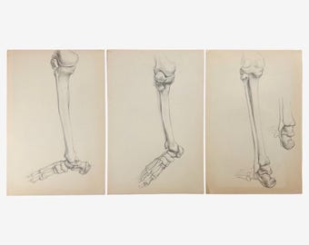 Stary akademicki tryptyk anatomiczny, studia szkieletowe nogi i stopy (grafit na papierze)