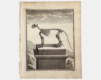 Grabado francés antiguo del siglo XVIII de un esqueleto de leopardo