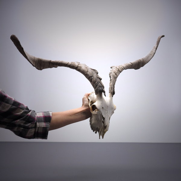 Goat Skull with majestic weathered Horns