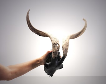 Black Goat Skull with large iconic horns