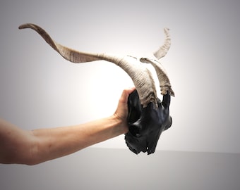 Black Goat Skull with large aggressive Horns
