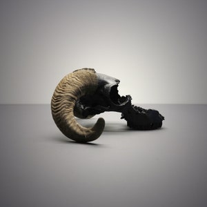 Black Ram Skull with natural little Horns