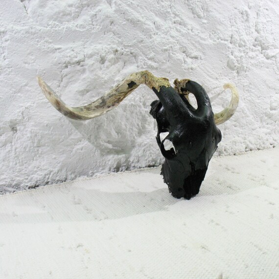 naturally weathered Horns Goat Skull with classical