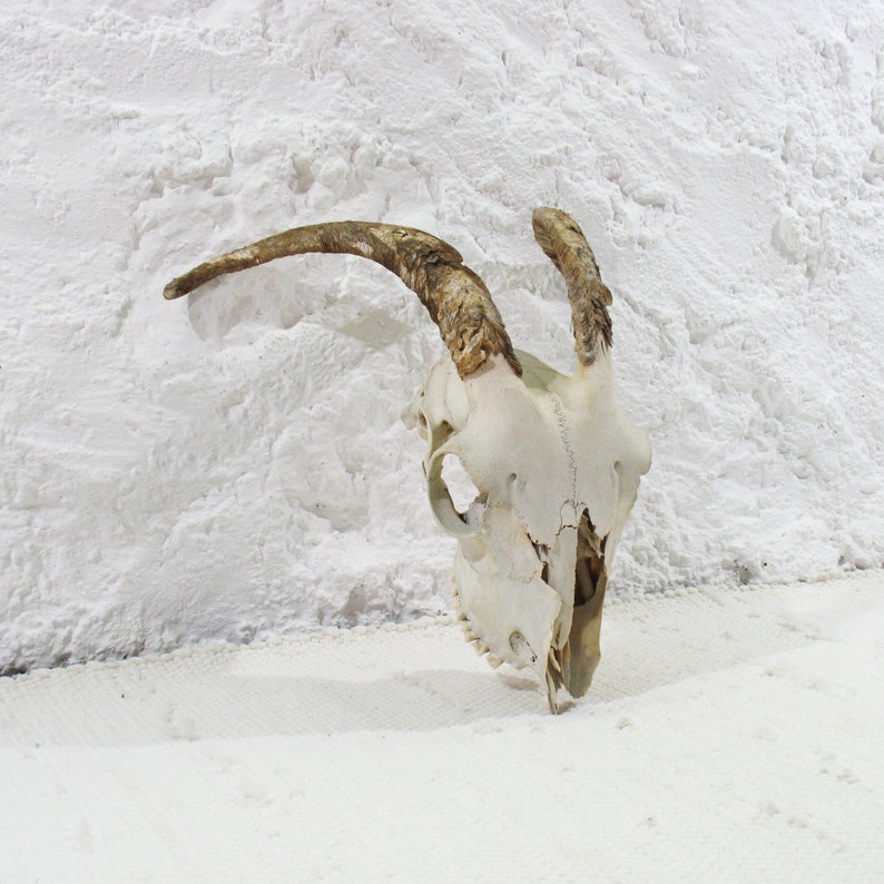 naturally weathered Horns Goat Skull with classical