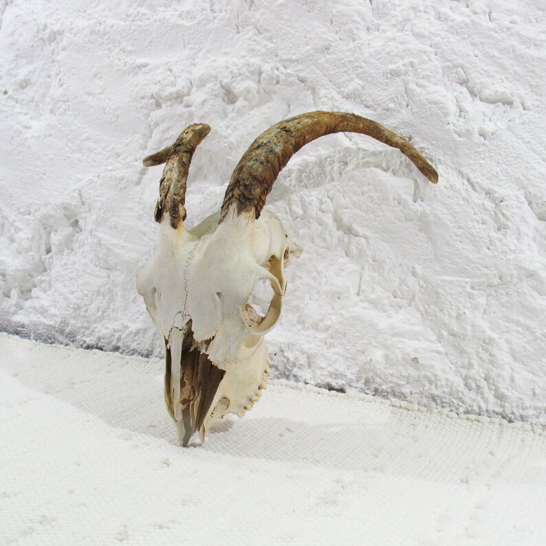naturally weathered Horns Goat Skull with classical