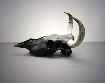 Black Bull Skull with Horns