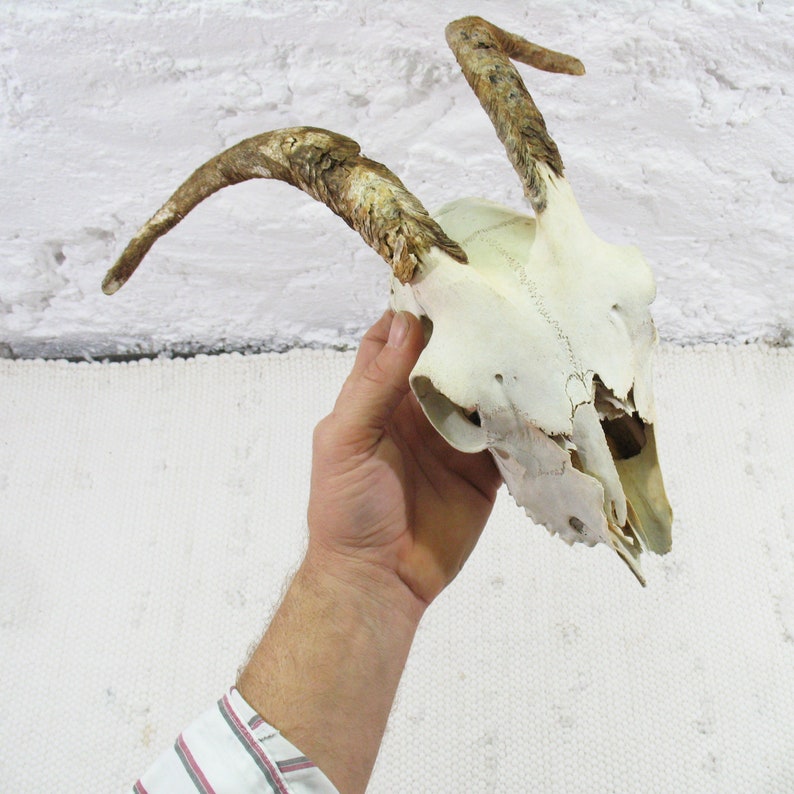 naturally weathered Horns Goat Skull with classical