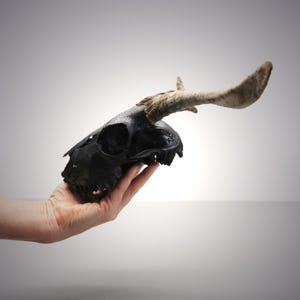 Black Goat Skull with small iconic Horns