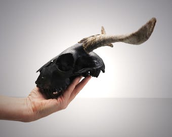 Black Goat Skull with small iconic Horns