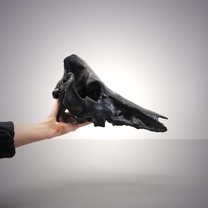 Black Wild Boar Skull
