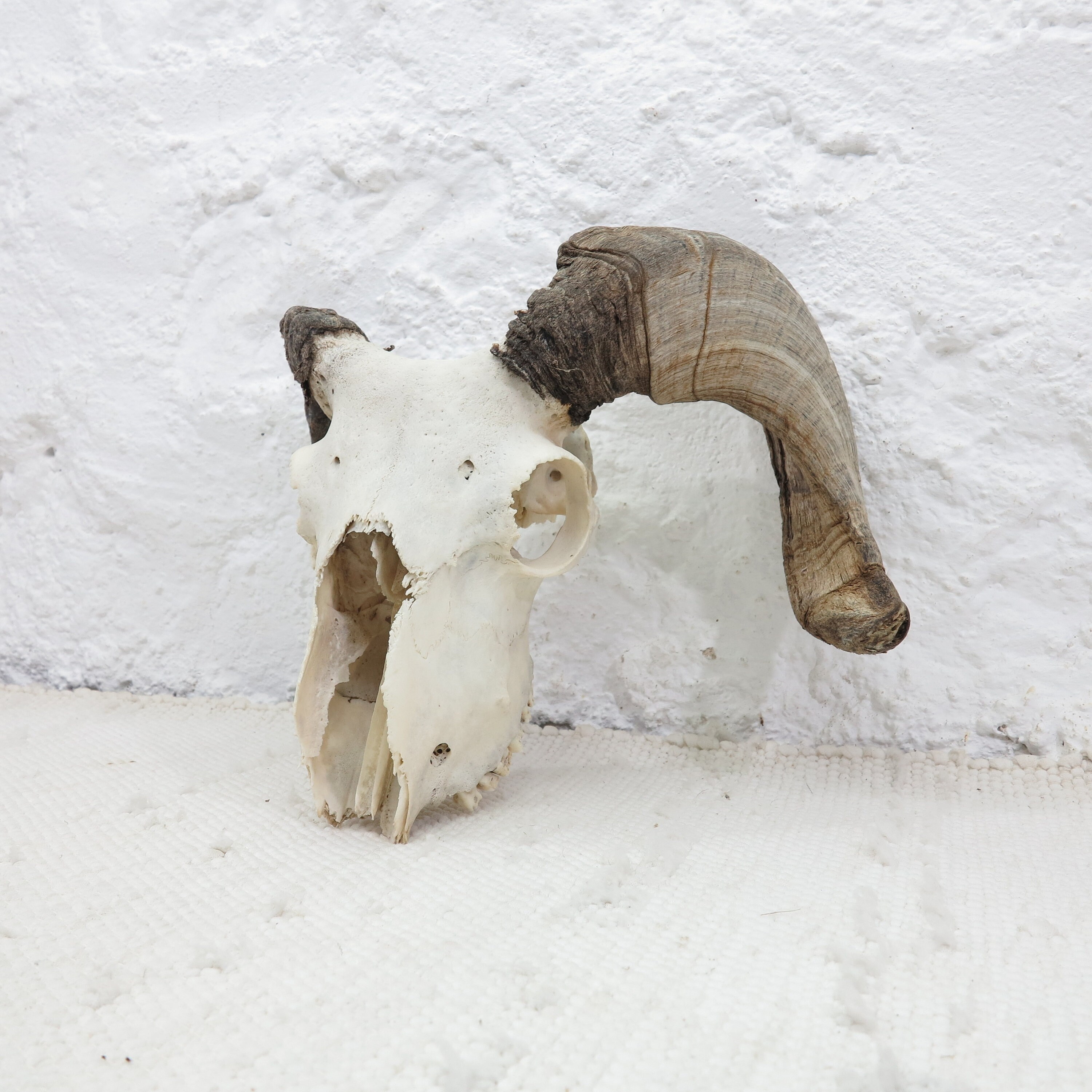 Cráneo de carnero con cuernos raros y extraños - Etsy España