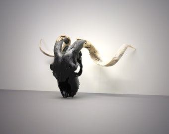 Black Goat Skull with large weathered Horns