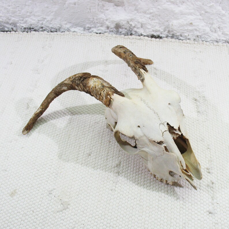 naturally weathered Horns Goat Skull with classical