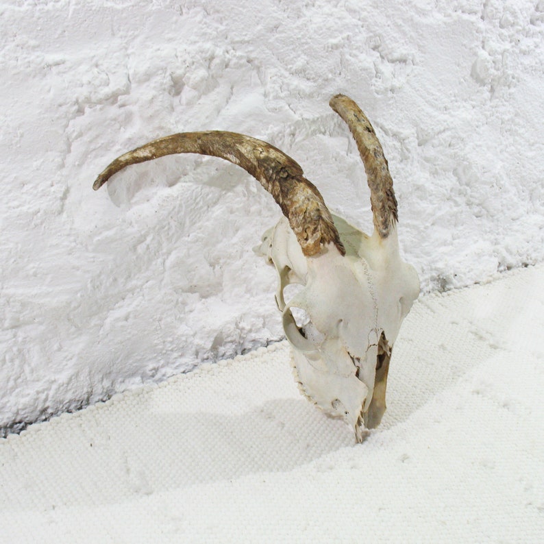 naturally weathered Horns Goat Skull with classical